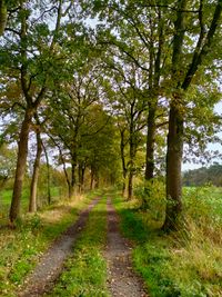 Waldweg2