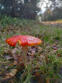 Naturp&auml;dagogik Natur entdecken